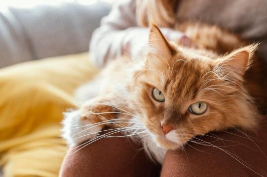 Почему кошки мнут и топчут лапами