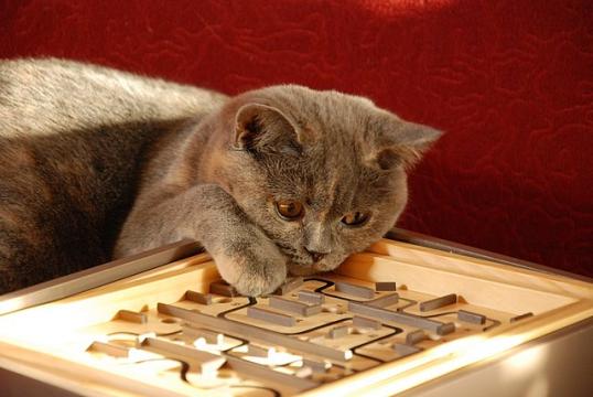 Икота у кошек