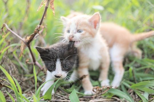 Котенок не ходит в туалет