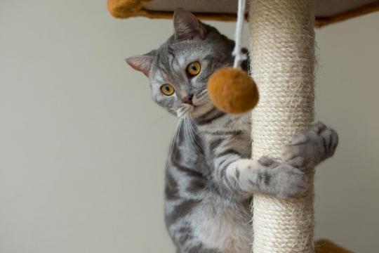 Интеллект кошек