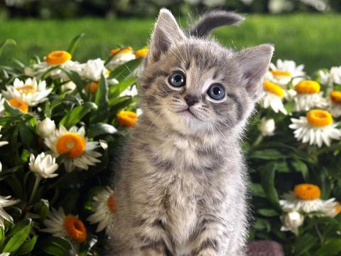 Когда и как подстригать когти котенку