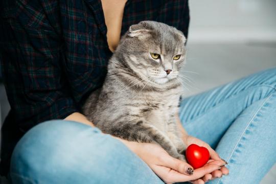 Пульс у кошки: нормы и отклонения