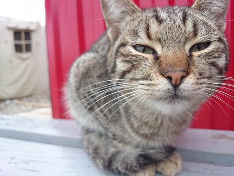 Какие запахи отпугивают кошек?