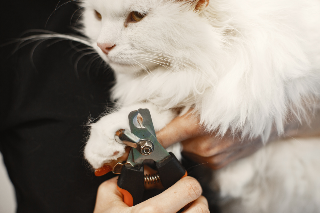 white-fluffy-cat-veterinarian-with-cats-animals-couch.jpg white-fluffy-cat-veterinarian-with-cats-animals-couch.jpg