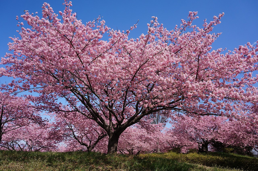 zakura2.jpg