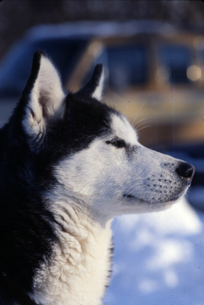 Dog_at_Columbus_Zoo_-_DPLA_-_4ecc942fcc02a7981aed394ead340bc1.jpg