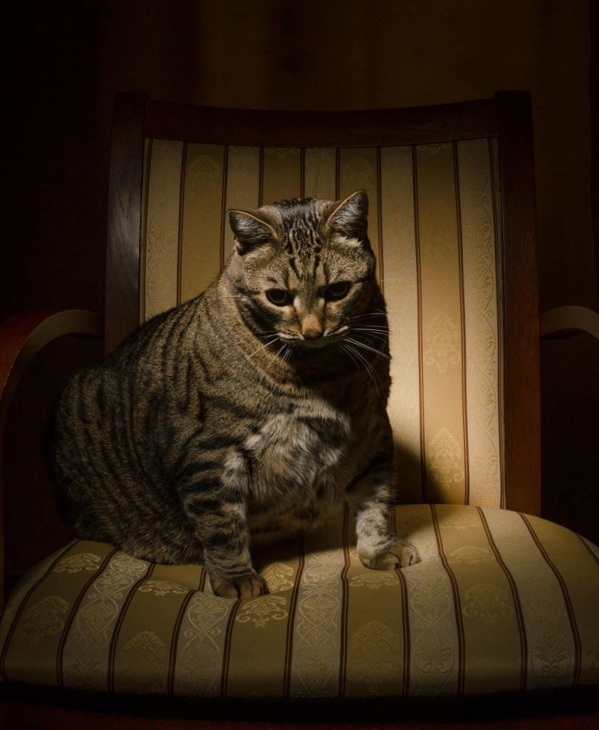 big-cat-chair.jpg