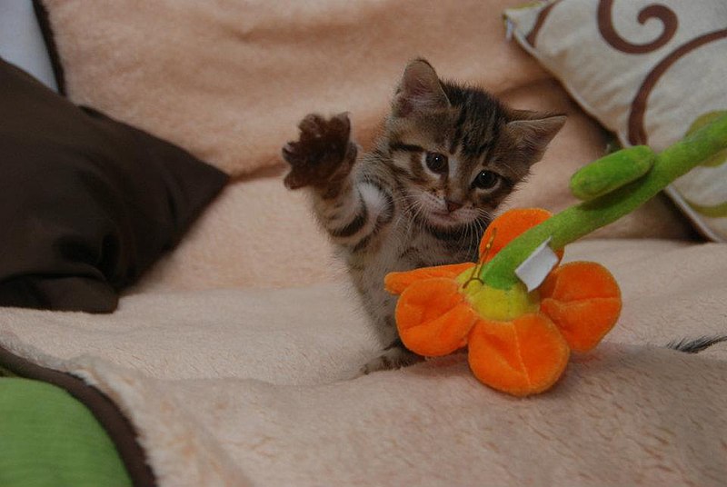 Kitten_attacking_plant.jpg