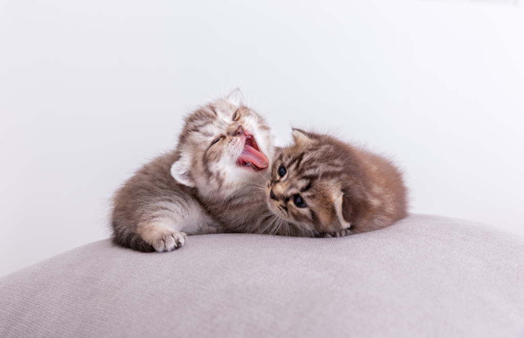 kitty-cats-pillow (1).jpg